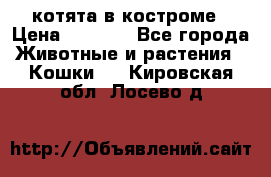 котята в костроме › Цена ­ 2 000 - Все города Животные и растения » Кошки   . Кировская обл.,Лосево д.